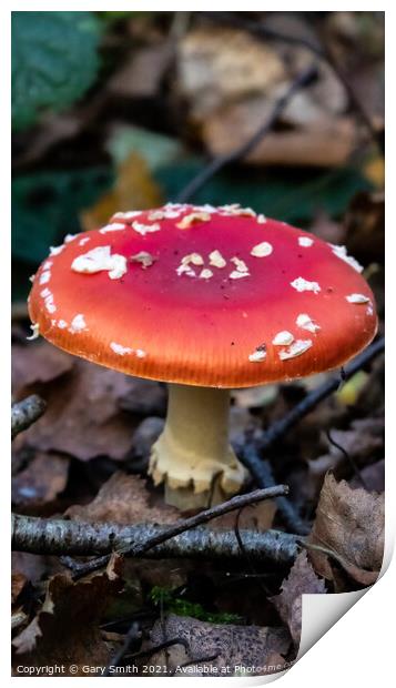 Fly Agaric (Alice in Wonderland) & Dying Fly Print by GJS Photography Artist
