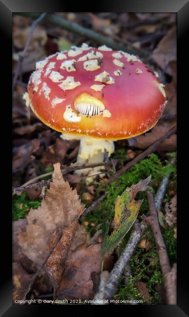 Fly Agaric (Alice in Wonderland) Holy Framed Print by GJS Photography Artist