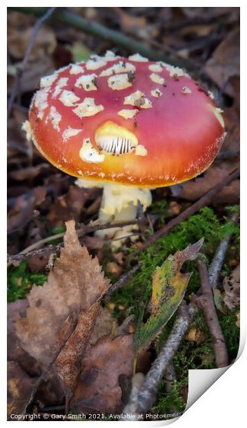 Fly Agaric (Alice in Wonderland) Holy Print by GJS Photography Artist