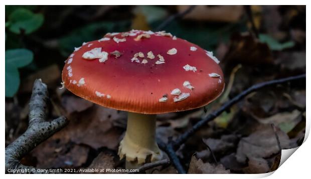 Fly Agaric (Alice in Wonderland) Closeup Print by GJS Photography Artist