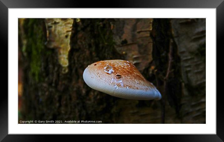 Bracket Fungi with Fly Framed Mounted Print by GJS Photography Artist