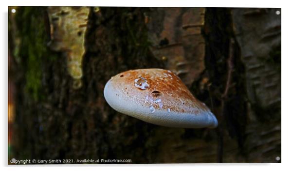 Bracket Fungi with Fly Acrylic by GJS Photography Artist