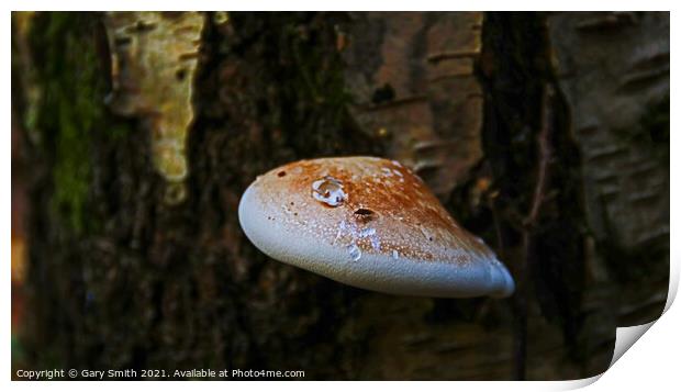 Bracket Fungi with Fly Print by GJS Photography Artist