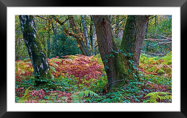 Shapes of Trees Framed Mounted Print by GJS Photography Artist