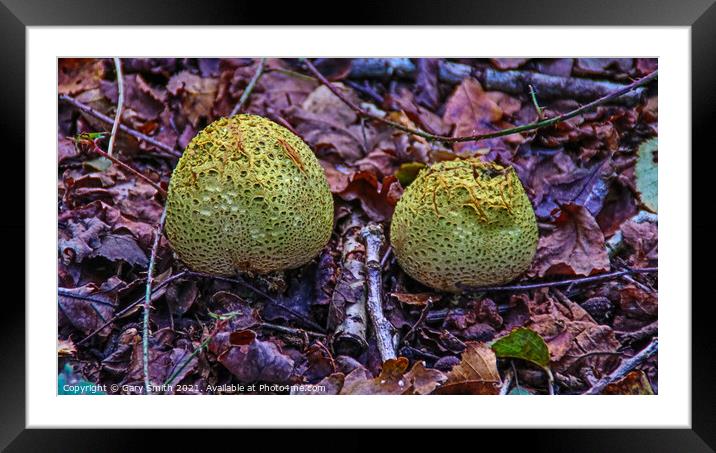 Mosaic Puffballs  Framed Mounted Print by GJS Photography Artist
