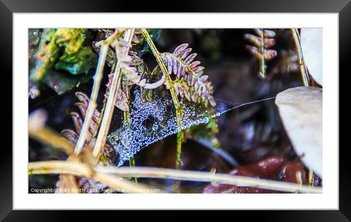 Raindrops on a Cobweb Framed Mounted Print by GJS Photography Artist