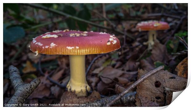 Fly Agaric (Alice in Wonderland) x2  Print by GJS Photography Artist