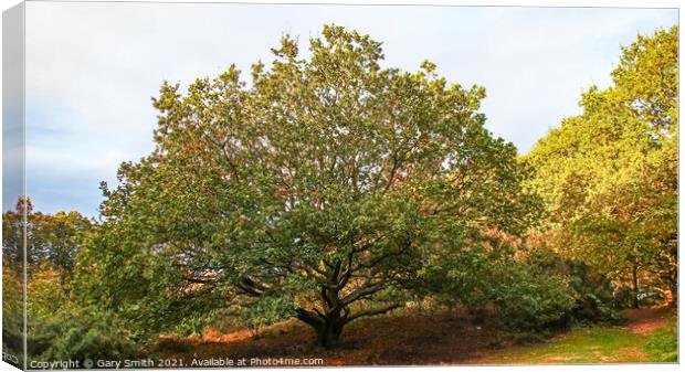 Scyamore Tree in Full Glory Canvas Print by GJS Photography Artist