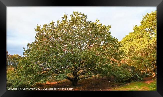 Scyamore Tree in Full Glory Framed Print by GJS Photography Artist