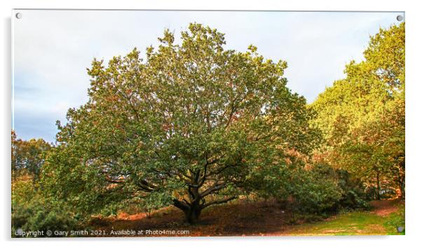 Scyamore Tree in Full Glory Acrylic by GJS Photography Artist