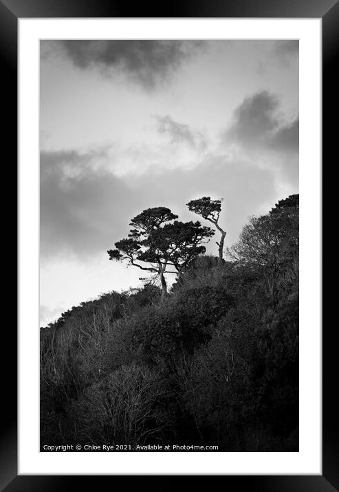Tree at Swanpool, Cornwall Framed Mounted Print by Chloe Rye