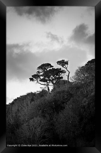 Tree at Swanpool, Cornwall Framed Print by Chloe Rye