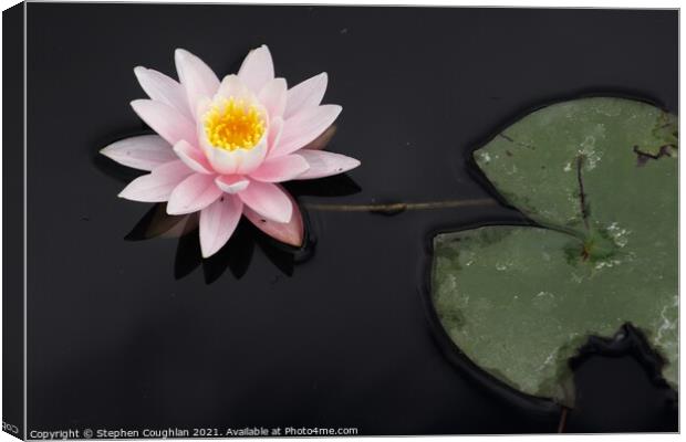 Lily on the Cow Pond Canvas Print by Stephen Coughlan