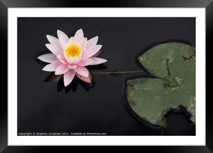 Lily on the Cow Pond Framed Mounted Print by Stephen Coughlan