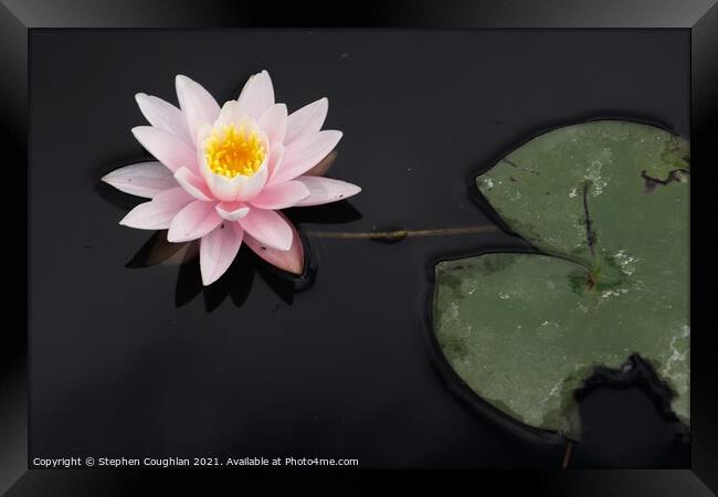 Lily on the Cow Pond Framed Print by Stephen Coughlan
