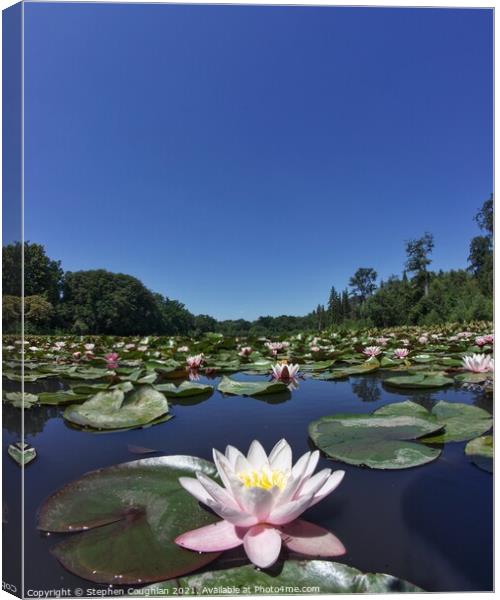 Lilies on the Cow Pond Canvas Print by Stephen Coughlan