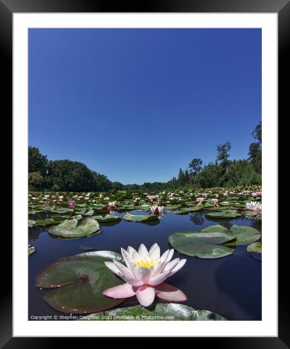 Lilies on the Cow Pond Framed Mounted Print by Stephen Coughlan