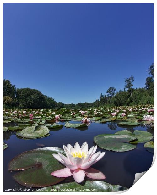 Lilies on the Cow Pond Print by Stephen Coughlan