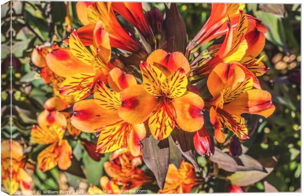 Orange Yellow Peruvian Lillies Flowers Blooming Macro Canvas Print by William Perry