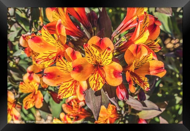 Orange Yellow Peruvian Lillies Flowers Blooming Macro Framed Print by William Perry
