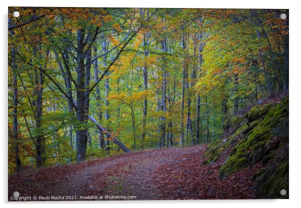 Beautiful autumn forest landscape in Manteigas, Portugal Acrylic by Paulo Rocha