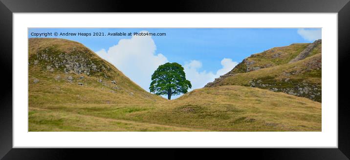  Sycamore gap  on Hadrians Wall Framed Mounted Print by Andrew Heaps