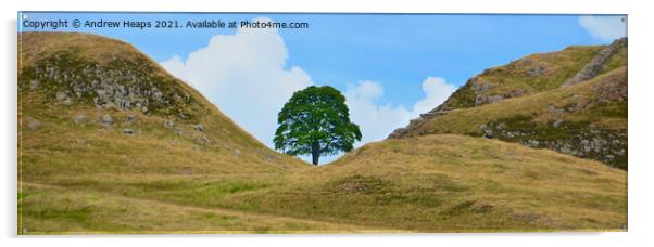  Sycamore gap  on Hadrians Wall Acrylic by Andrew Heaps