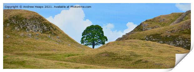  Sycamore gap  on Hadrians Wall Print by Andrew Heaps