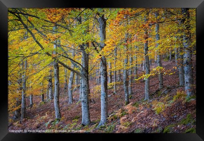 Hillside colorful autumn landscape at Manteigas - Serra da Estrela - Portugal Framed Print by Paulo Rocha