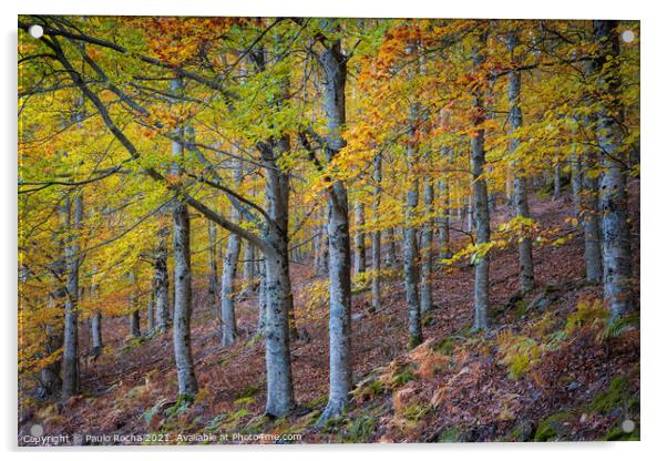 Hillside colorful autumn landscape at Manteigas - Serra da Estrela - Portugal Acrylic by Paulo Rocha
