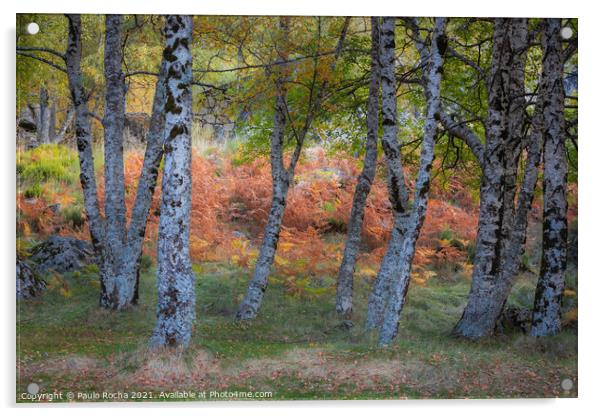Colorful autumn landscape at Manteigas - Serra da Estrela - Portugal Acrylic by Paulo Rocha