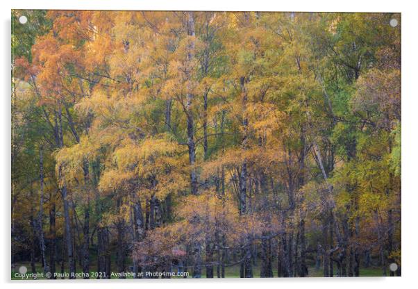 Hillside colorful autumn landscape at Manteigas - Serra da Estrela - Portugal Acrylic by Paulo Rocha