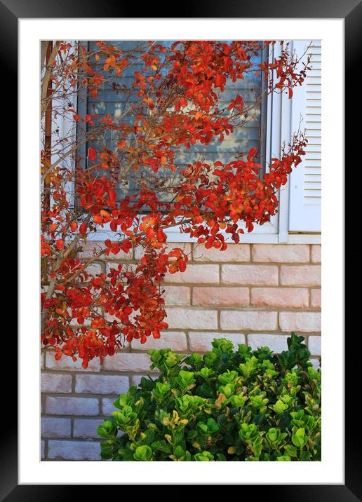 Autumn Leaves Framed Mounted Print by Tony Mumolo