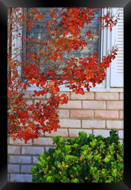 Autumn Leaves Framed Print by Tony Mumolo