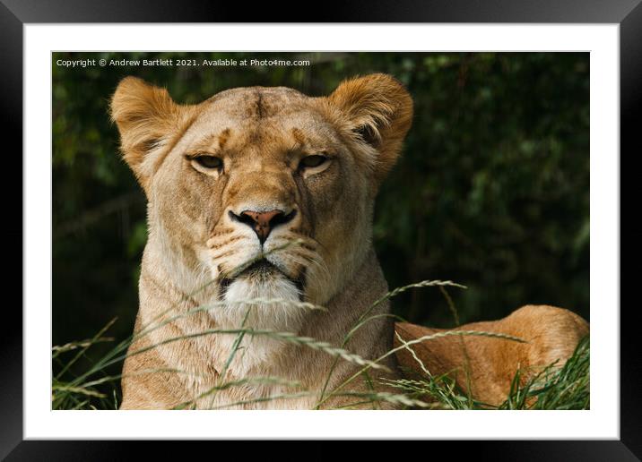 An African male Lion. Framed Mounted Print by Andrew Bartlett