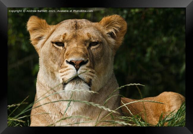 An African male Lion. Framed Print by Andrew Bartlett