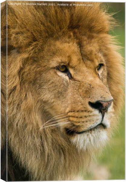 An African male Lion. Canvas Print by Andrew Bartlett