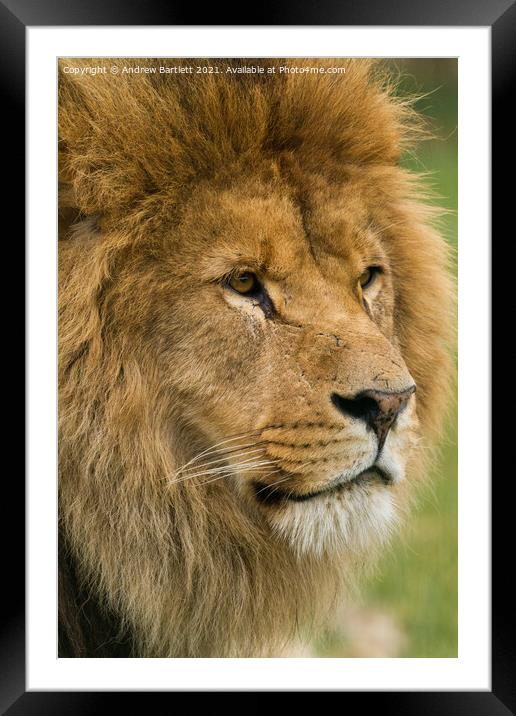 An African male Lion. Framed Mounted Print by Andrew Bartlett
