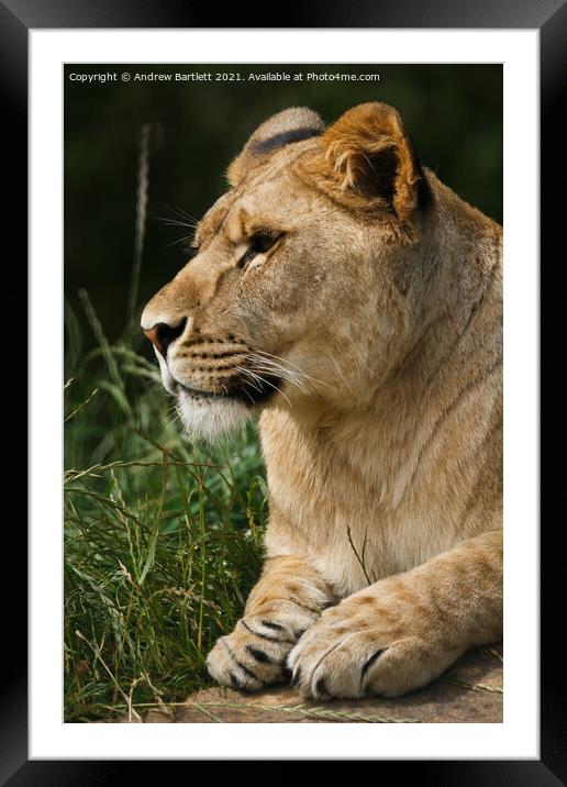 An African male Lioness. Framed Mounted Print by Andrew Bartlett