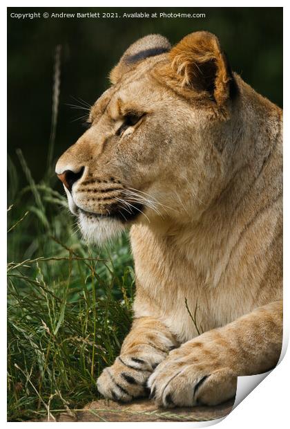 An African male Lioness. Print by Andrew Bartlett
