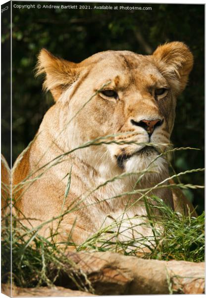 An African Lioness. Canvas Print by Andrew Bartlett