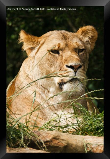 An African Lioness. Framed Print by Andrew Bartlett