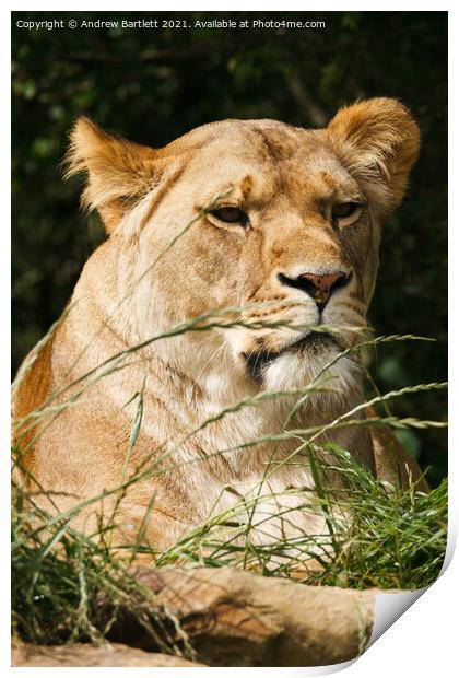 An African Lioness. Print by Andrew Bartlett