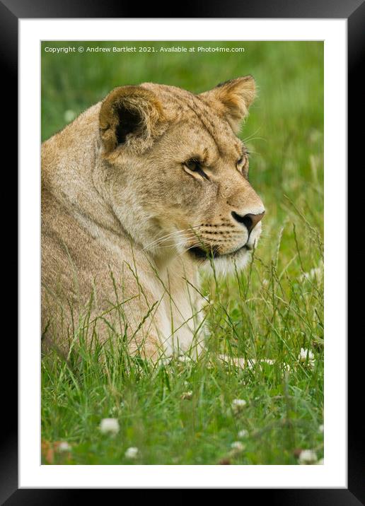 A Lioness sitting in a grassy field Framed Mounted Print by Andrew Bartlett