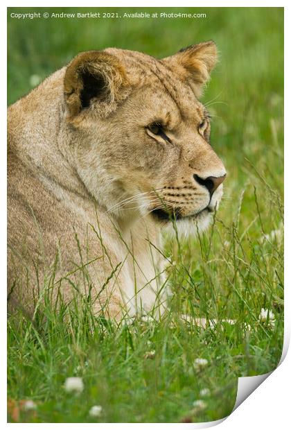 A Lioness sitting in a grassy field Print by Andrew Bartlett