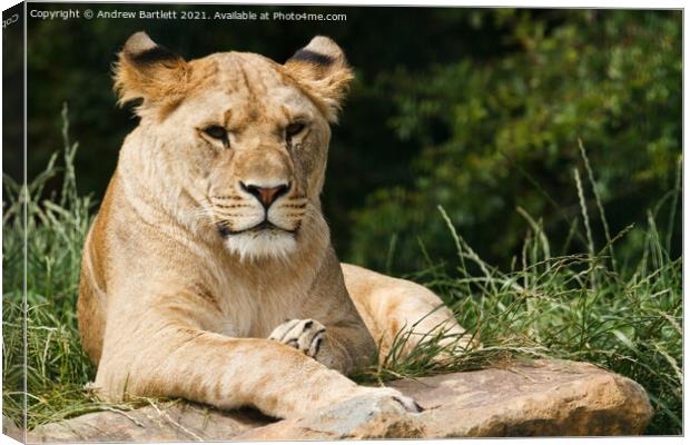 A Lioness sitting on a rock Canvas Print by Andrew Bartlett