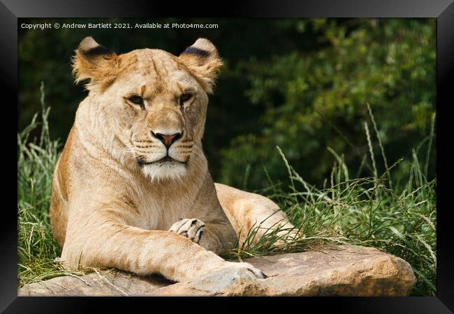 A Lioness sitting on a rock Framed Print by Andrew Bartlett