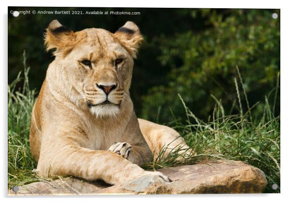 A Lioness sitting on a rock Acrylic by Andrew Bartlett
