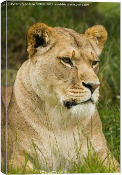 A Lioness sitting in a field Canvas Print by Andrew Bartlett