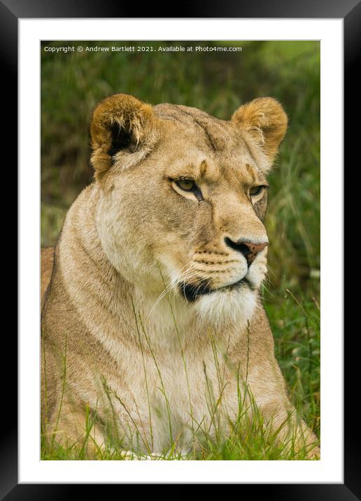 A Lioness sitting in a field Framed Mounted Print by Andrew Bartlett
